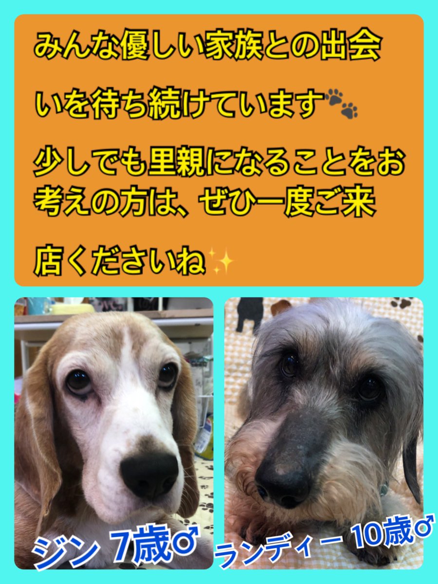 🐾今日の里親様募集中ワンコ🐶メンバーです🐾2020,5,10